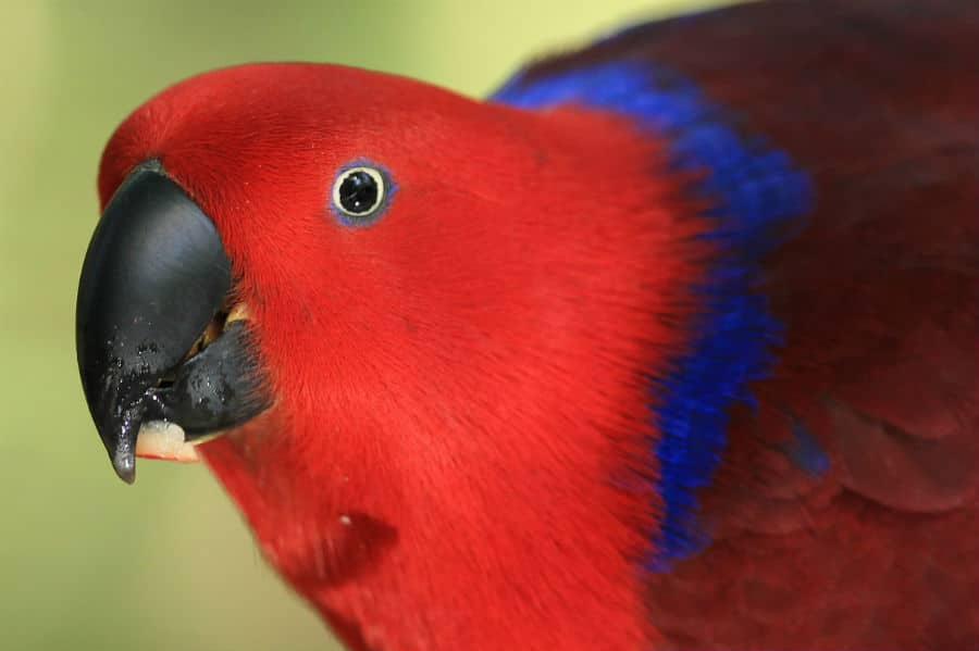 Advanced Eco-Certified - Eclectus Parrot